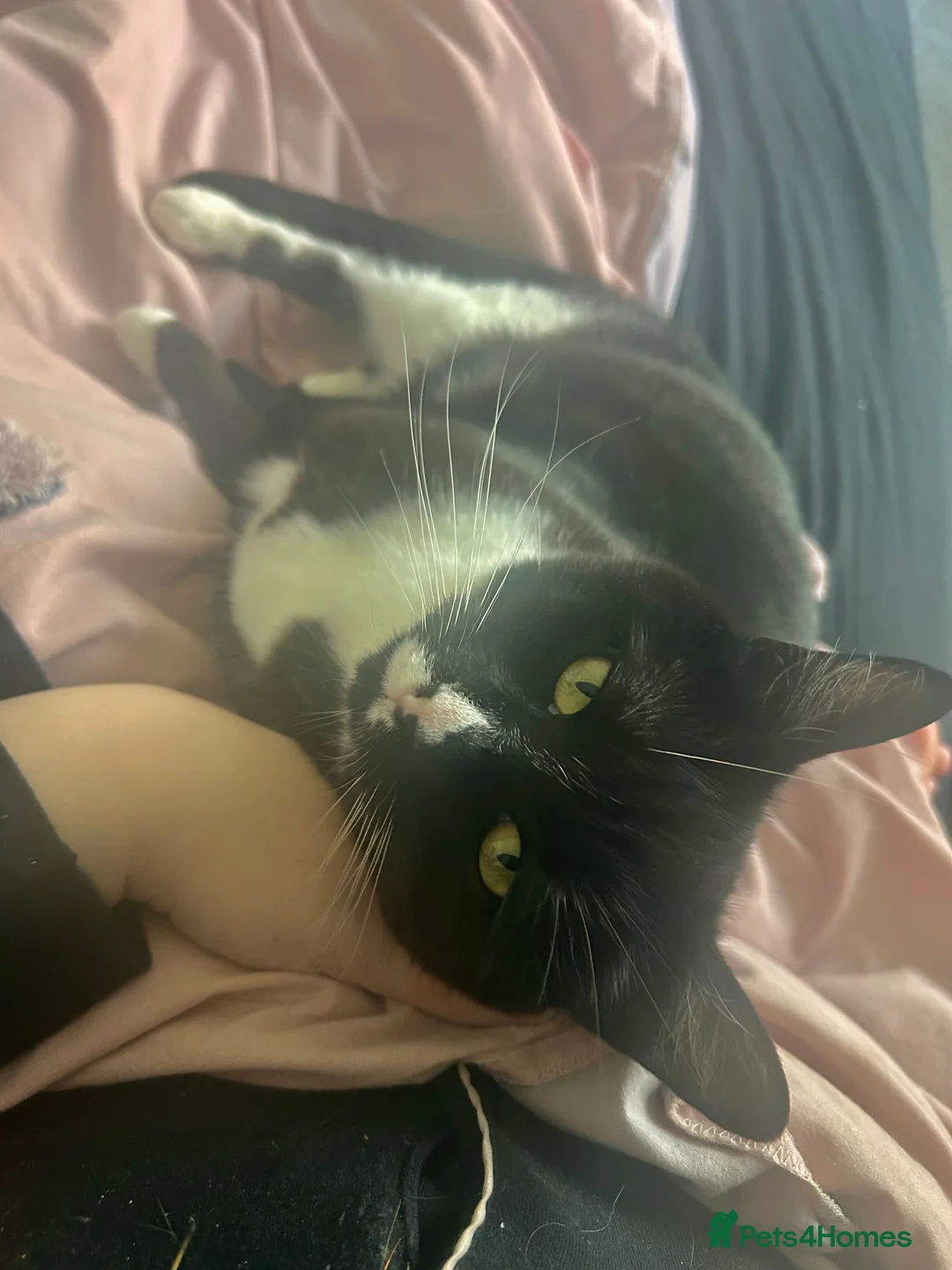 Domestic Shorthair cats for sale: Skylar - Advert 2