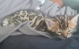 Bengal cats for sale: Ready now!🥰 ✨️3🐆Beautiful Full Bengal Kittens✨️ in Sutton - Image 20