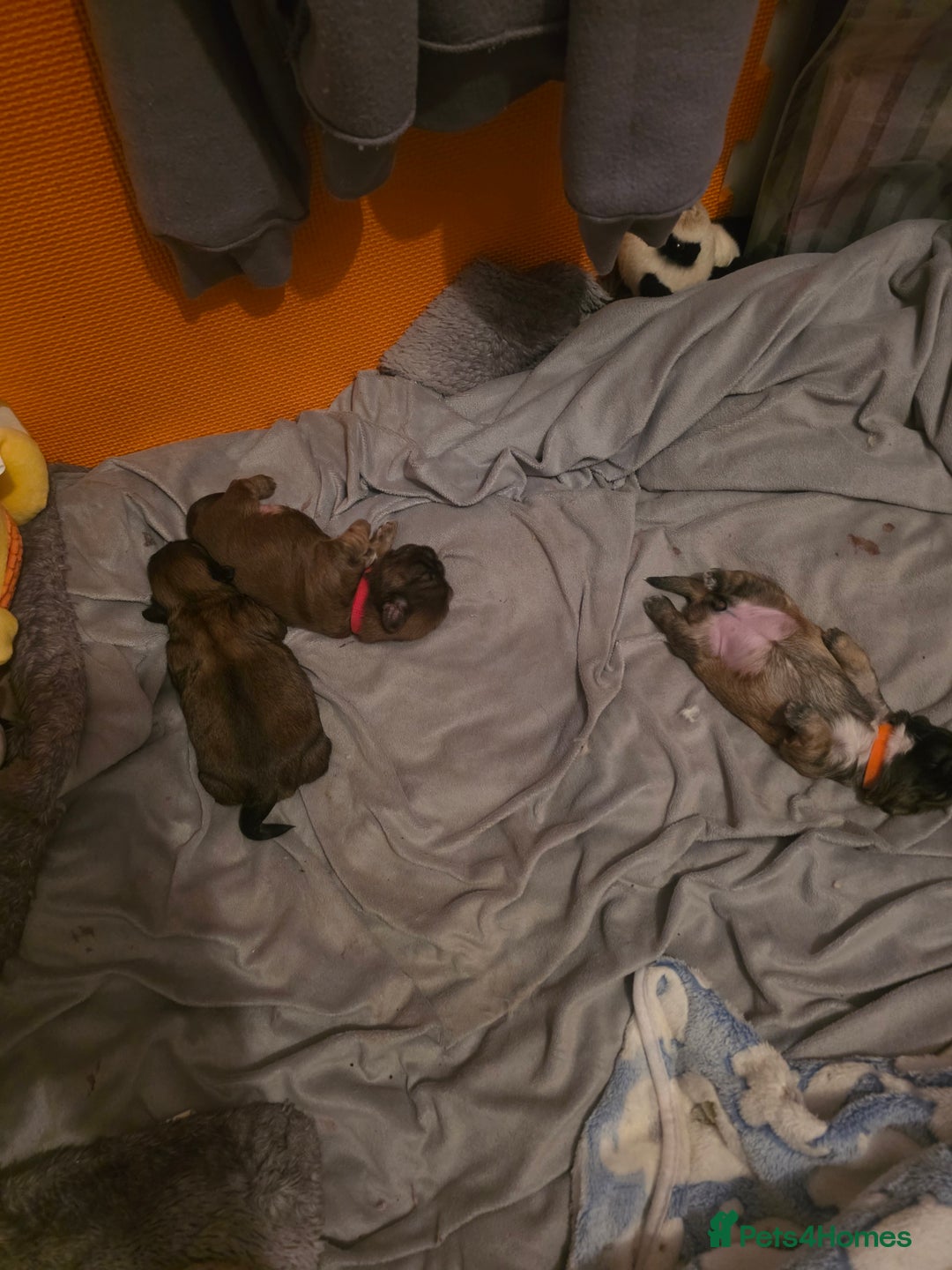 Shih Tzu dogs for sale: Shizu Tzu puppies - Advert 7