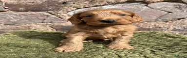 Cockapoo 4