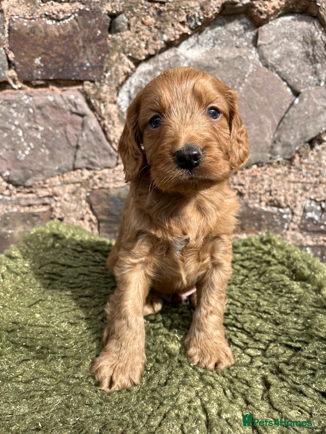Cockapoo dogs for sale: CRACKING Cockapoo pups - Advert 10