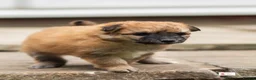 Mixed Breed dogs for sale: Italian Volpino puppies 🦊 - Advert 12