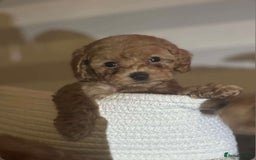 Miniature Poodle dogs for sale: Gorgeous apricot miniature poodle puppies - Image 3