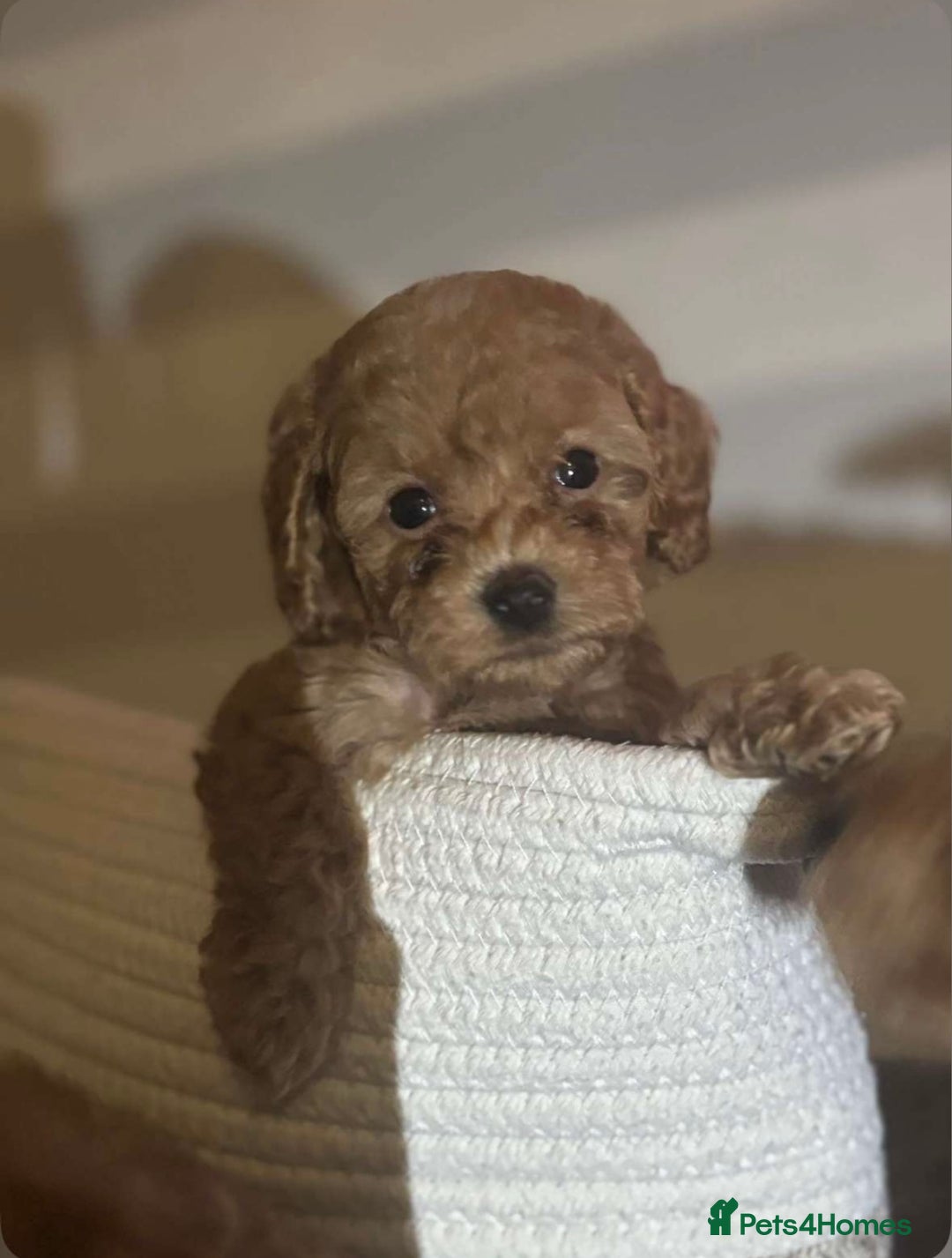 Miniature Poodle dogs for sale: Gorgeous apricot miniature poodle puppies - Image 3