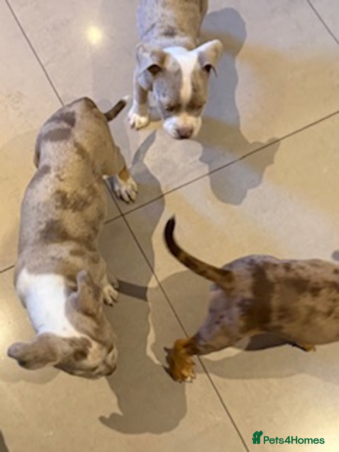 Old Tyme Bulldog dogs for sale: Olde English Fluffy bulldog puppies - Advert 9