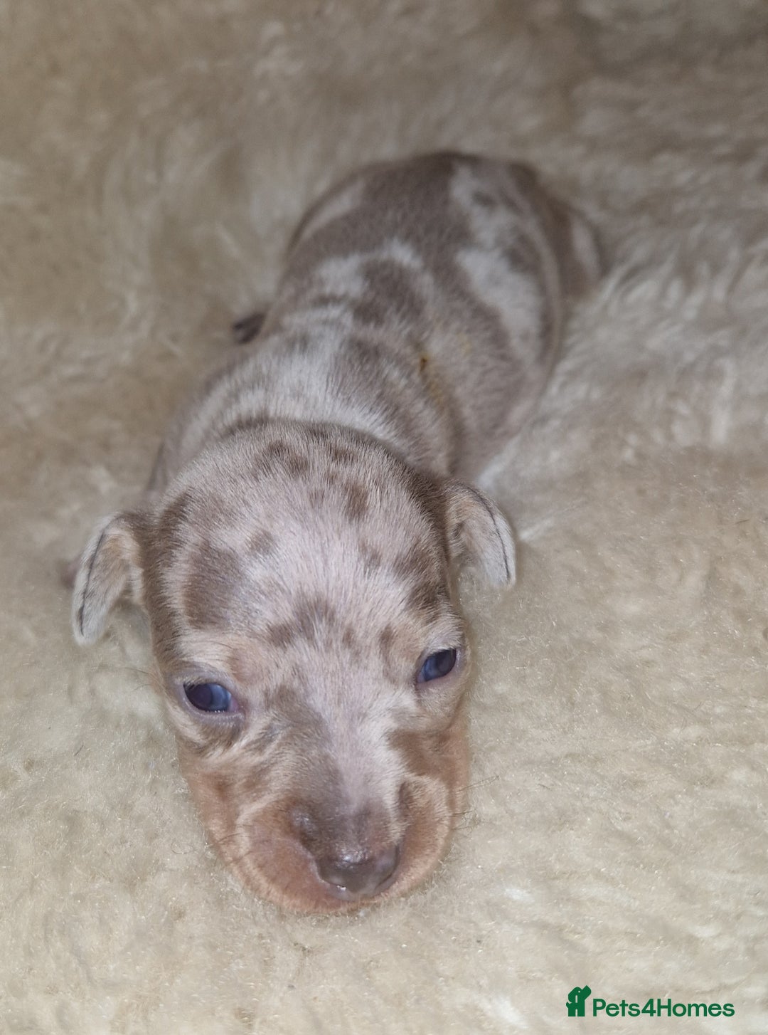 Dachshund dogs for sale: Beautiful litter of mini dachshunds  - Advert 5