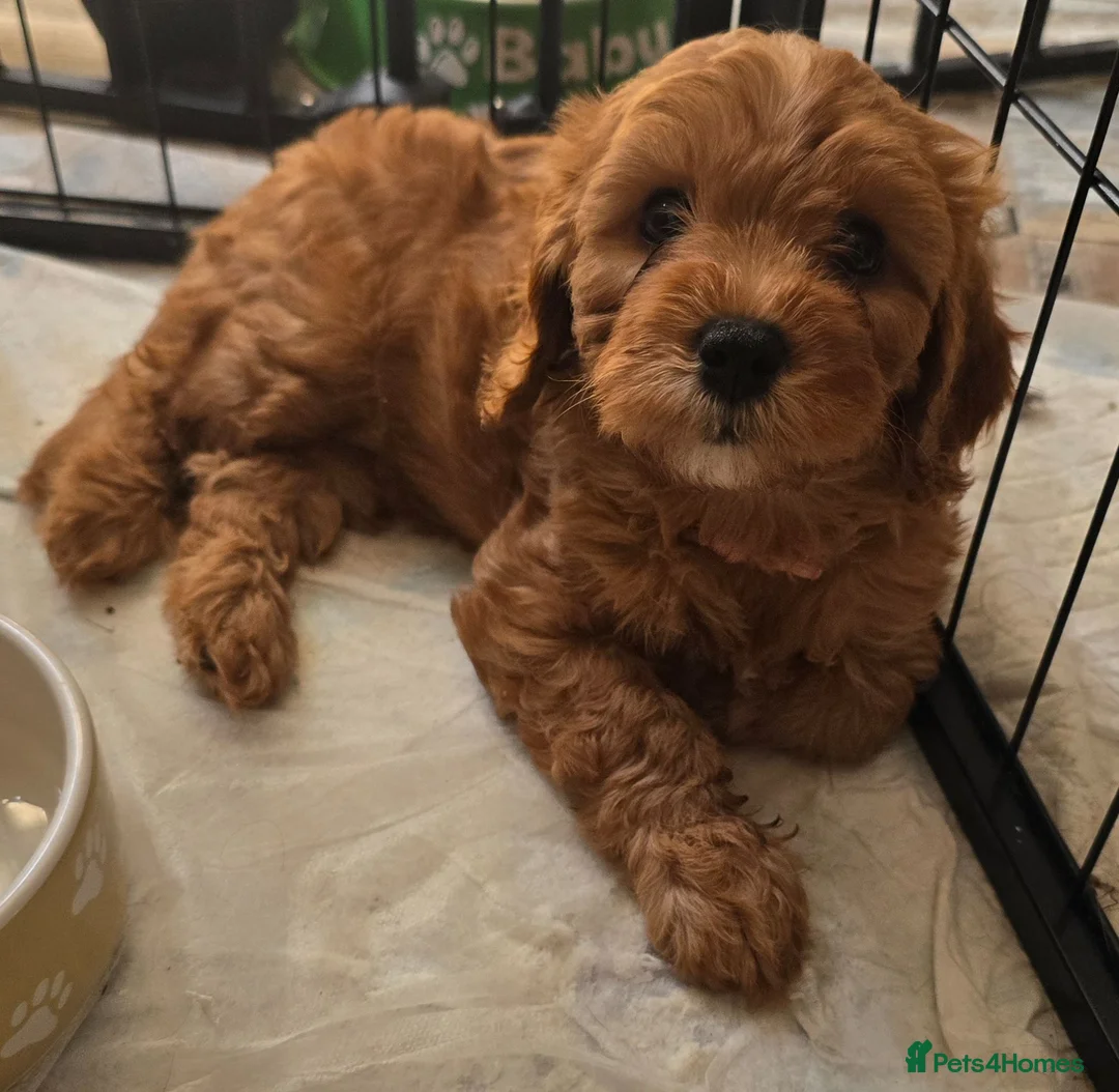 Miniature Poodle dogs for stud: Poodle for stud duties - Advert 4