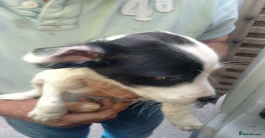 Mixed Breed dogs - Advert 4