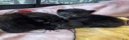 Mixed Breed cats for sale: Beautiful mix - Advert 1