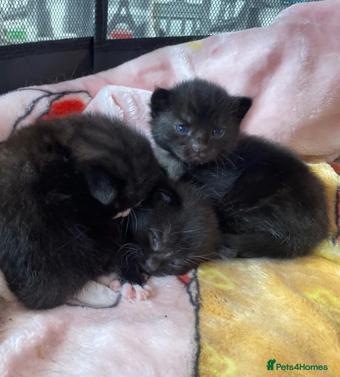 Mixed Breed cats for sale: Beautiful mix - Advert 1