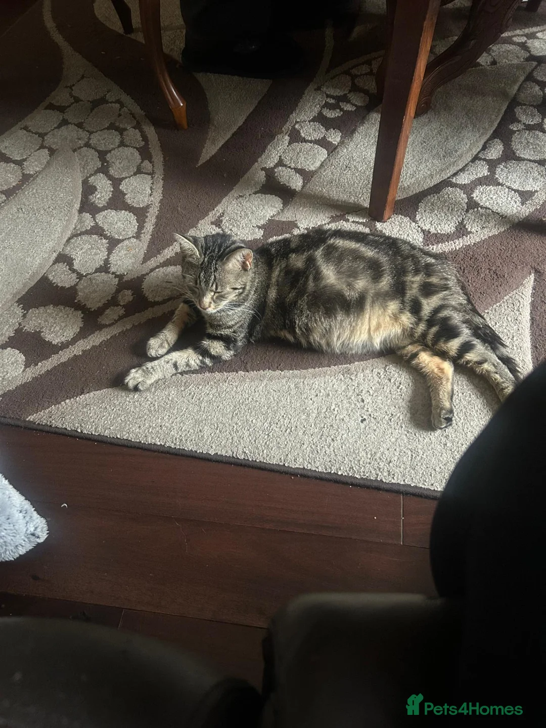Domestic Shorthair cats for sale: 4 Gorgeous Kittens-READY NOW - Advert 1