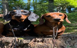 Miniature Dachshund dogs for sale: Kc reg mini smooths  - Image 3
