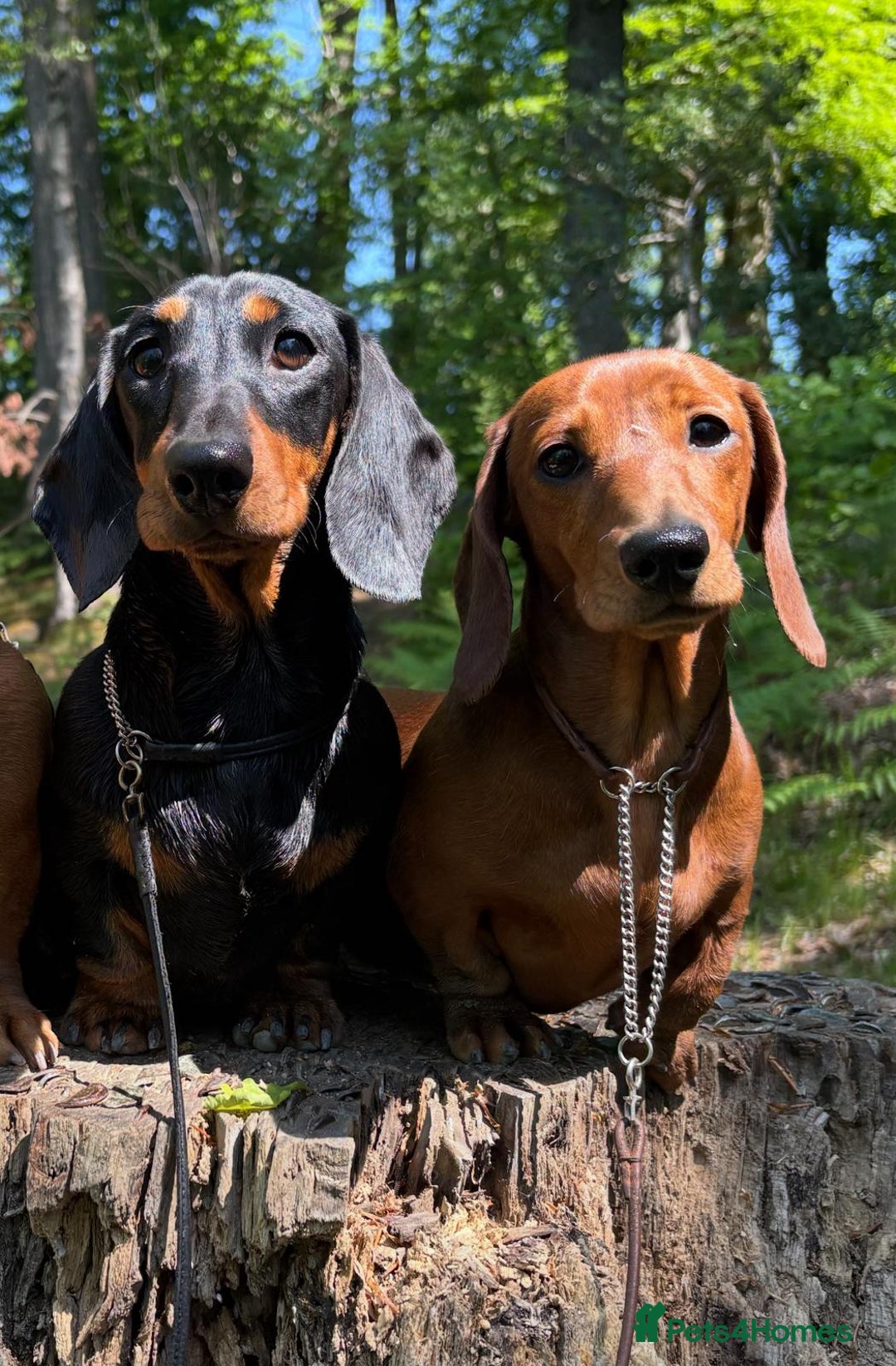 Miniature Dachshund dogs for sale: Kc reg mini smooths  - Image 3