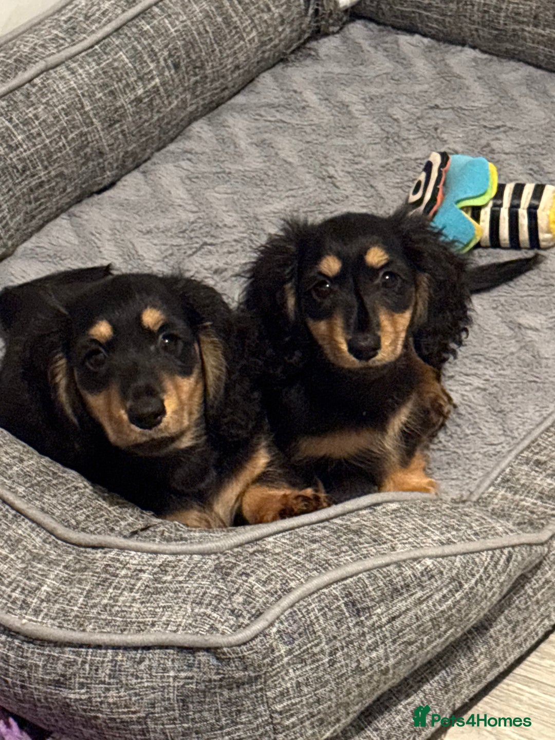 Miniature Dachshund dogs for sale: Beautiful KC Miniture long haired dachshund girl  - Advert 9