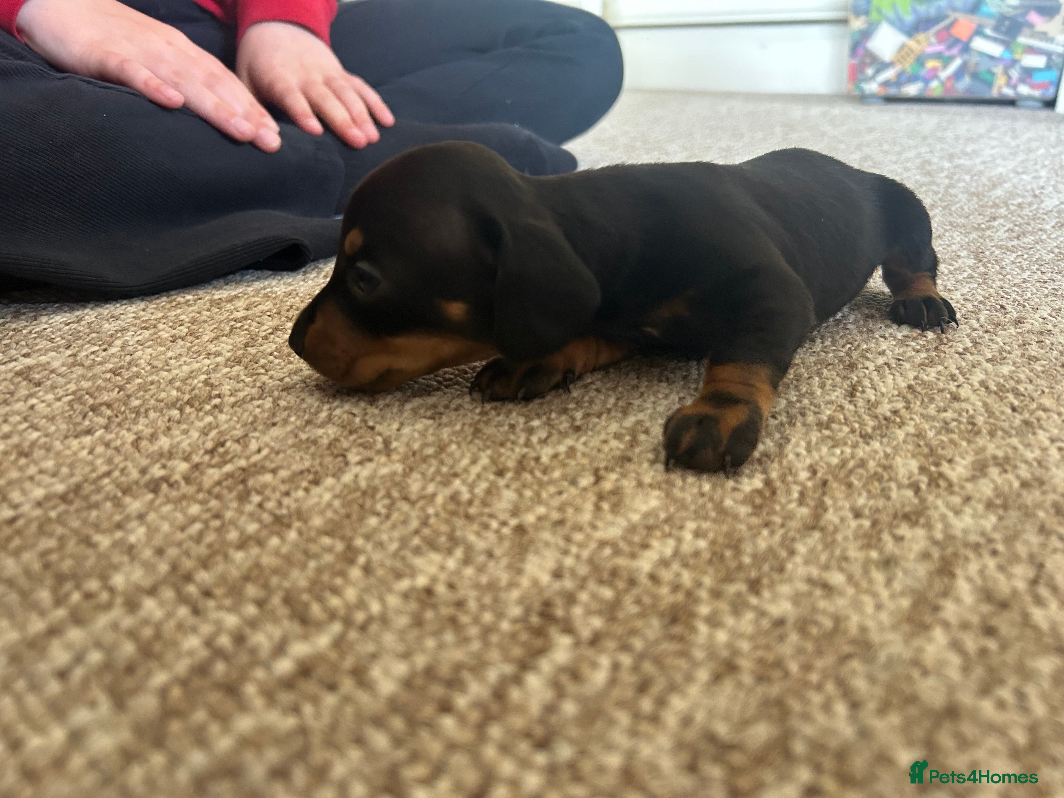 Miniature Dachshund dogs for sale: *reduced* ready now Miniature dachshund.  - Advert 17