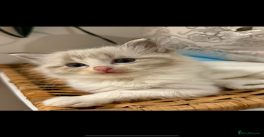 Ragdoll cats - Advert 3