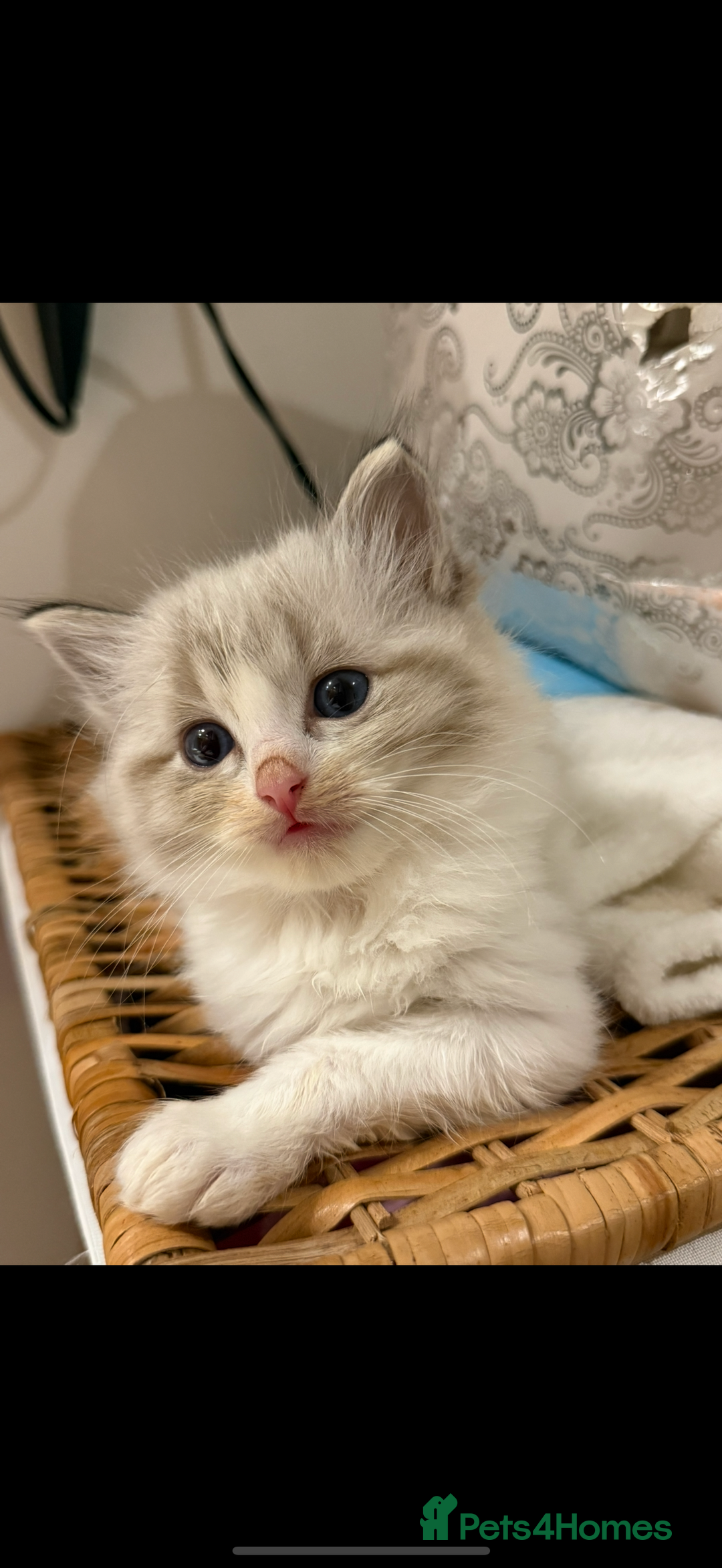 Ragdoll cats for sale: Beautiful Ragdoll kitten  - Image 4