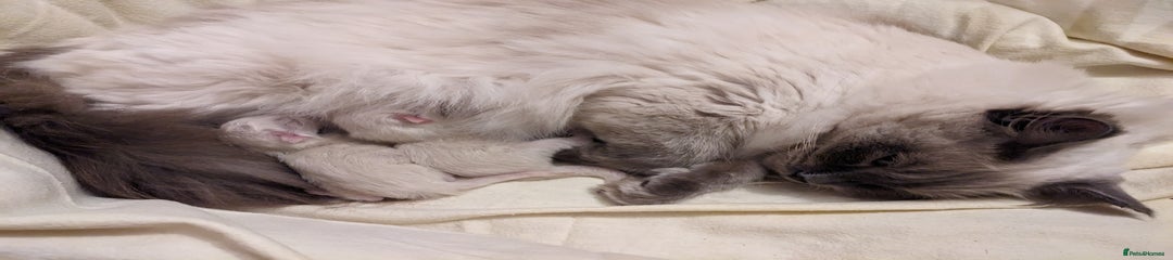 Ragdoll Kitten 2