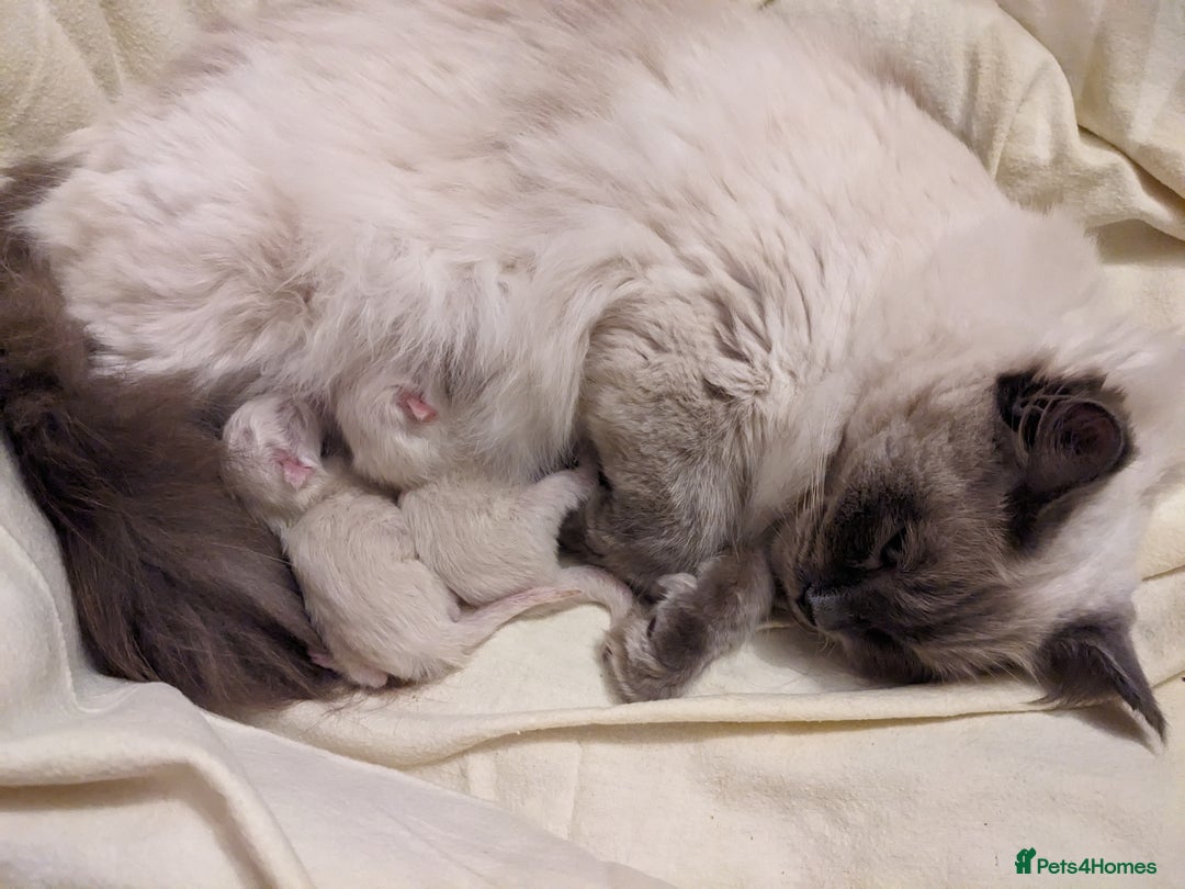 Ragdoll cats for sale: Blue point purebred ragdoll girl  - Image 15
