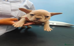 French Bulldog dogs for sale: 🐾Rare NewShade L4 French Bulldogs kC registered🐾 - Image 15