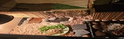 Tortoise reptiles for sale: Horsefield tortoise  in Livingston - Advert 4