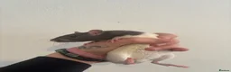 Rat rodents for sale:  dumbo x Rex pet rats for sale  in Stoke-on-Trent - Advert 8
