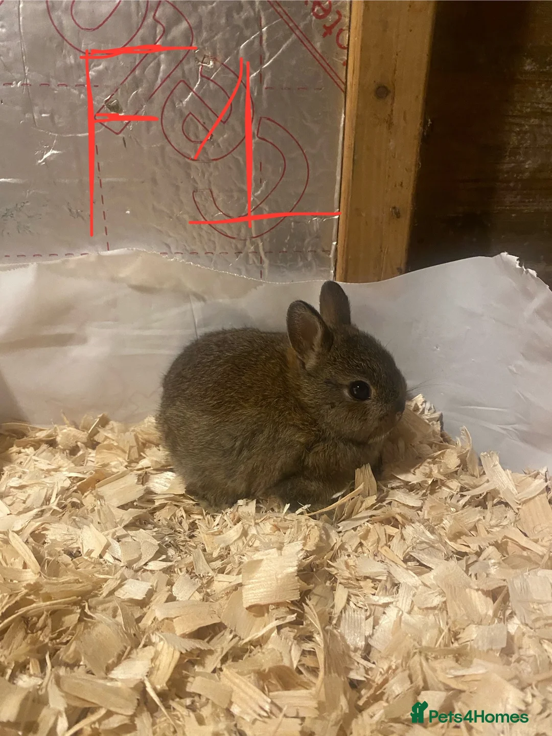 Netherland Dwarf rabbits for sale: Pure netherland dwarf babies - Advert 4