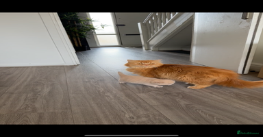 British Shorthair cats - Advert 4