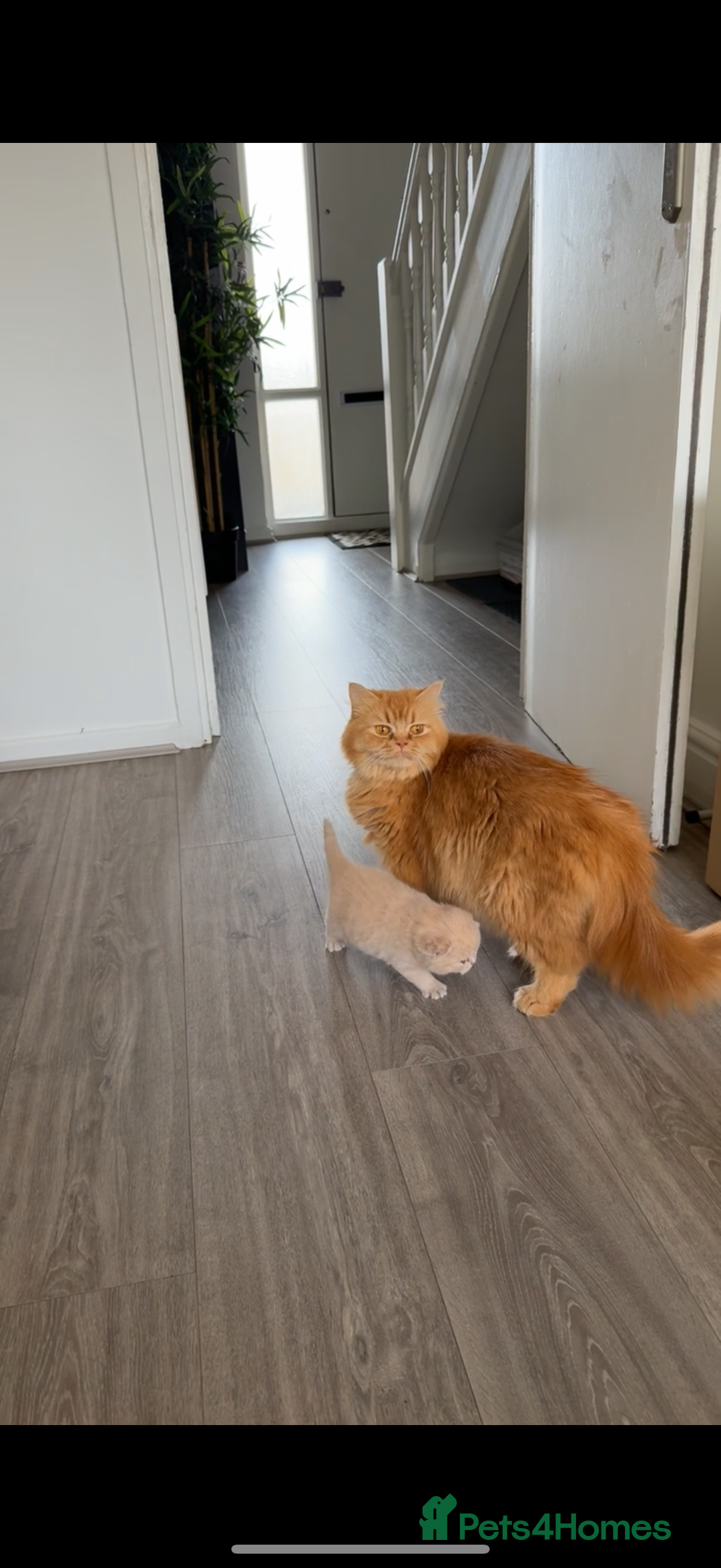 British Shorthair cats for sale: 1 Cream kitten  - Image 2