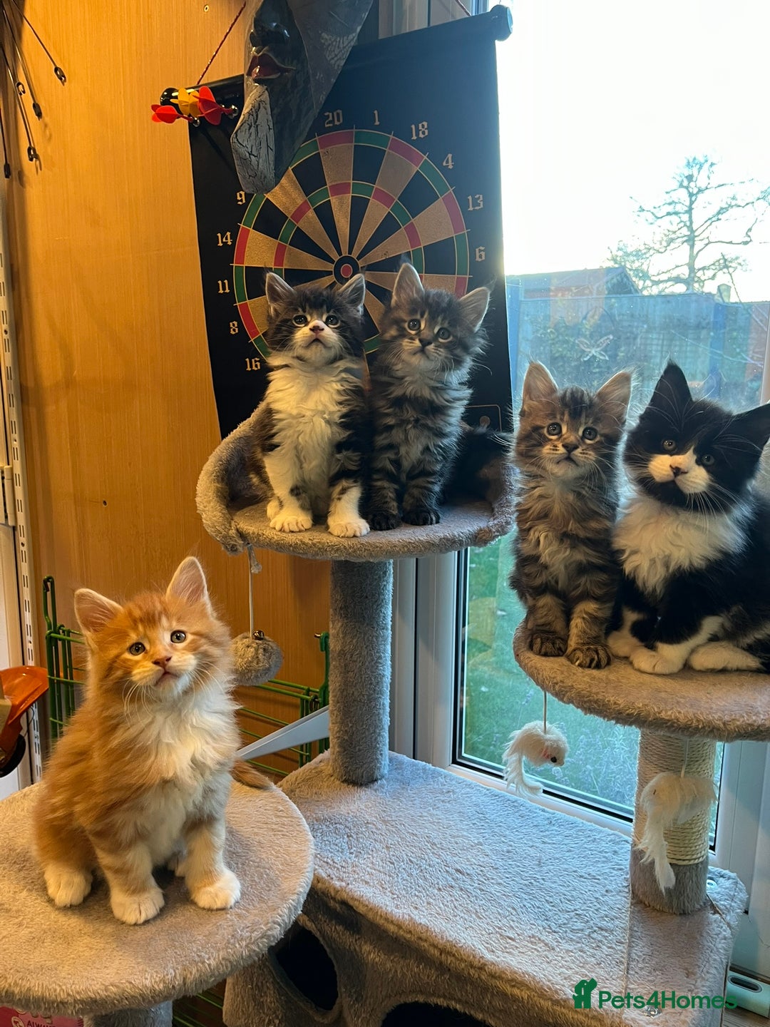 Maine Coon cats for sale: Beautiful Maine Coon Kittens - Advert 1