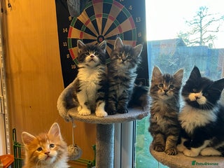 Maine Coon cats Beautiful Maine Coon Kittens - Advert 2