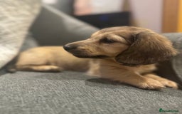 Miniature Dachshund dogs for sale: English Cream KC Reg PRA Clear Mini Dachshund  - Advert 1