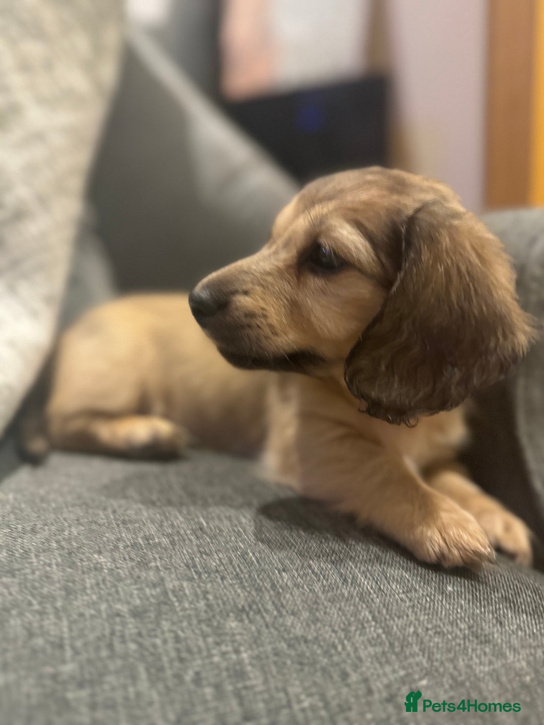 Miniature Dachshund dogs for sale: English Cream KC Reg PRA Clear Mini Dachshund  - Advert 1