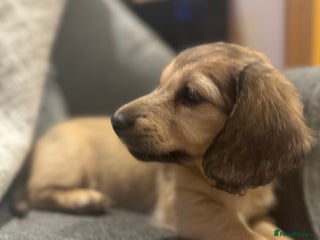 Miniature Dachshund dogs English Cream KC Reg PRA Clear Mini Dachshund - Advert 8