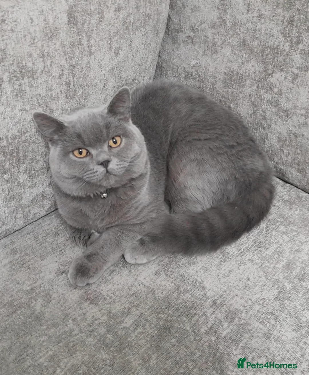 British Shorthair cats for sale: Beautiful British Short Hair in Birmingham - Advert 2