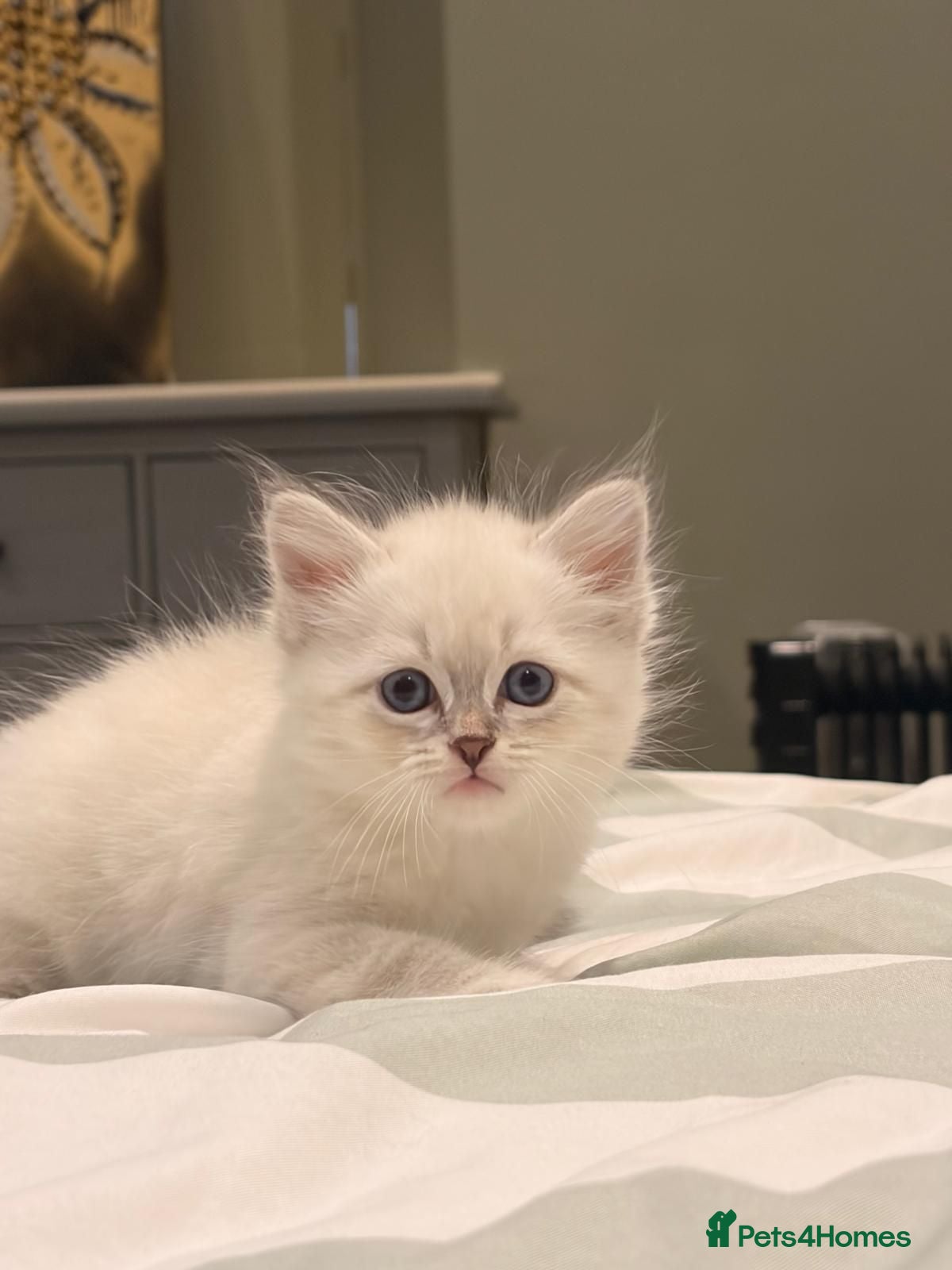 Neva Masquerade cats Stunning quality Siberian kittens - Advert 2