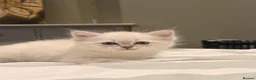 Neva Masquerade cats for sale: Stunning quality Siberian kittens in Slough - Advert 2