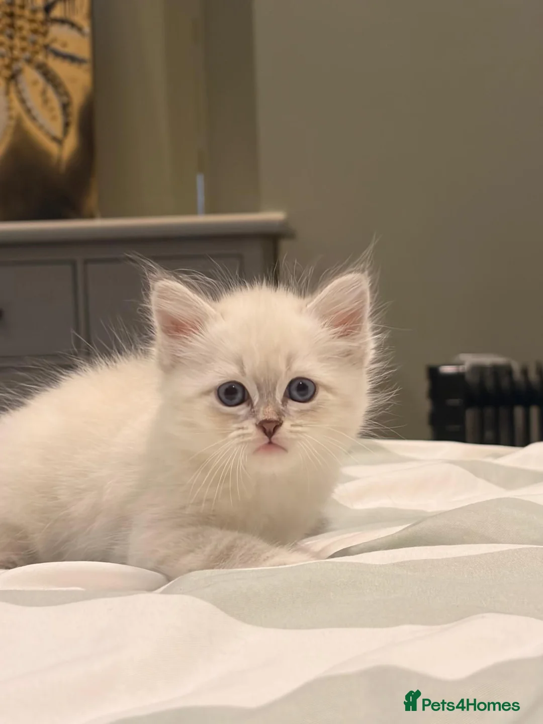 Neva Masquerade cats for sale: Stunning quality Siberian kittens in Slough - Advert 2
