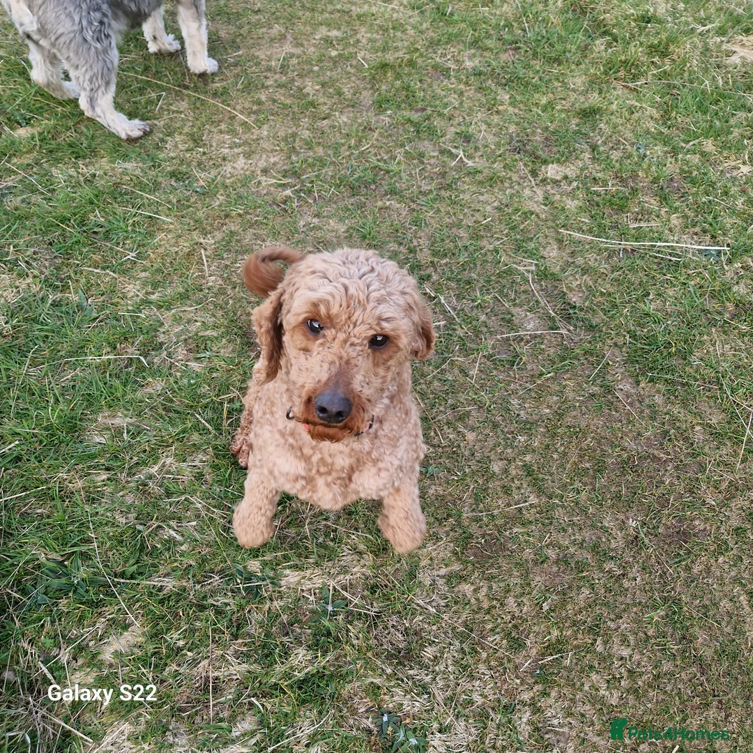 Cockapoo dogs for sale: F1b Cockapoo - Advert 4