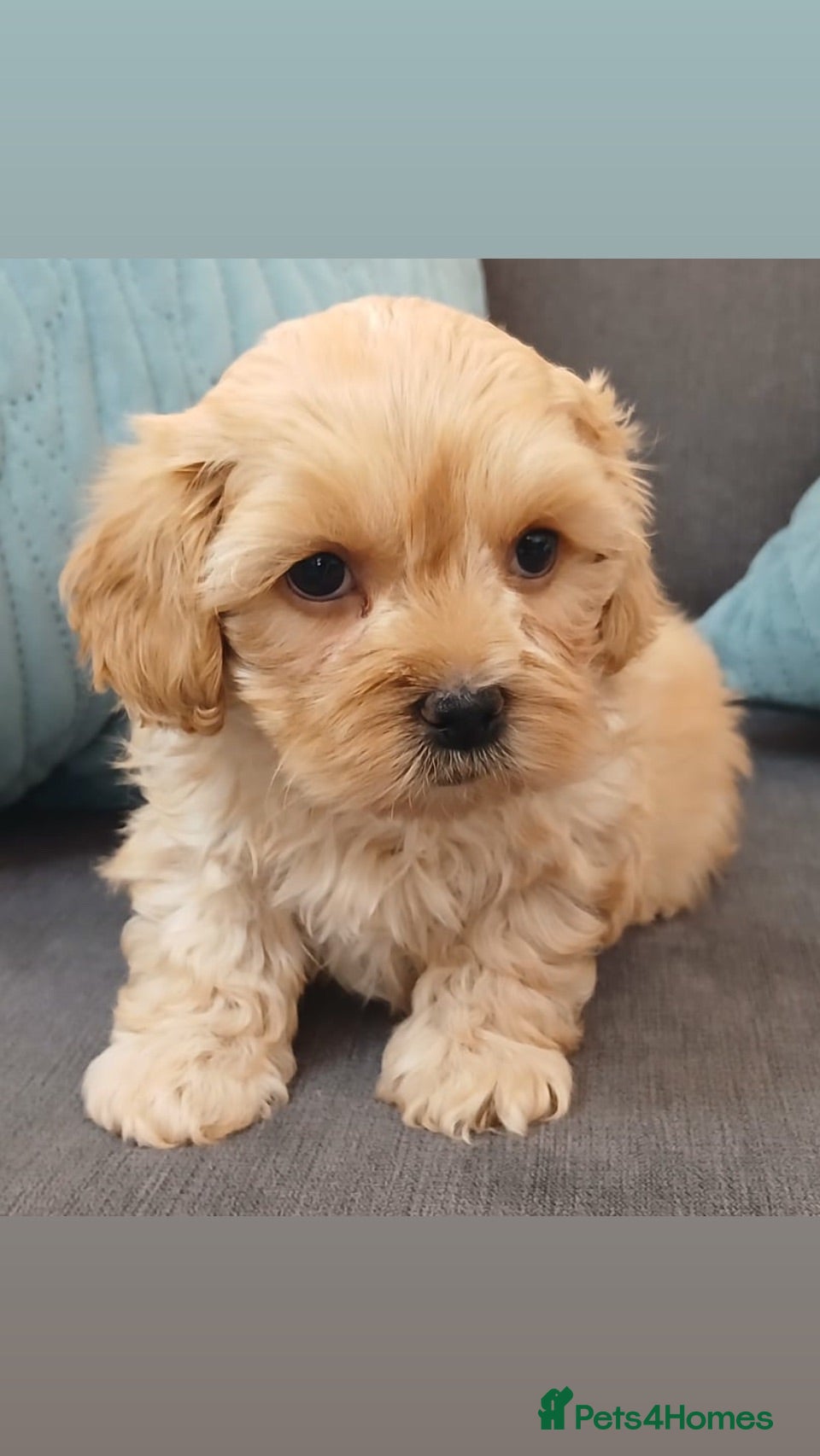 Maltipoo dogs UK 🇬🇧 best litter Small Maltipoos  - Advert 2