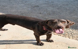 German Shorthaired Pointer dogs for adoption: Bobby is ready for his forever family!  - Image 6