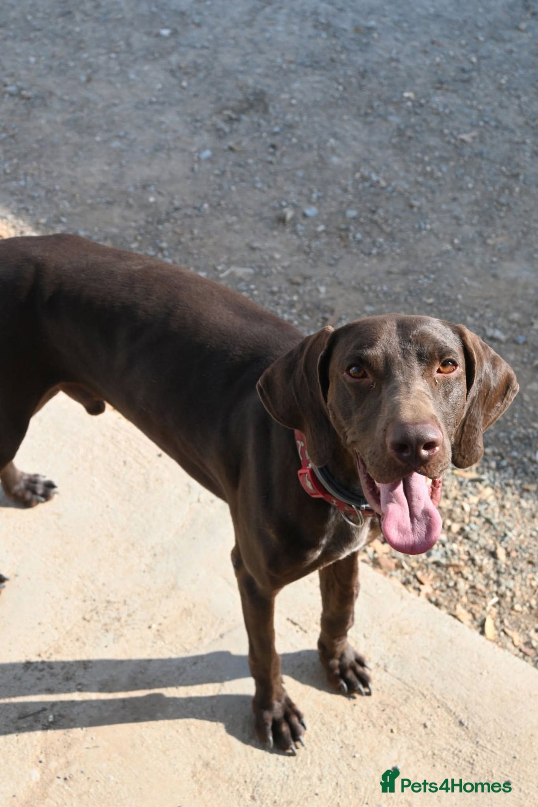 German Shorthaired Pointer dogs for adoption: Bobby is ready for his forever family!  - Image 6