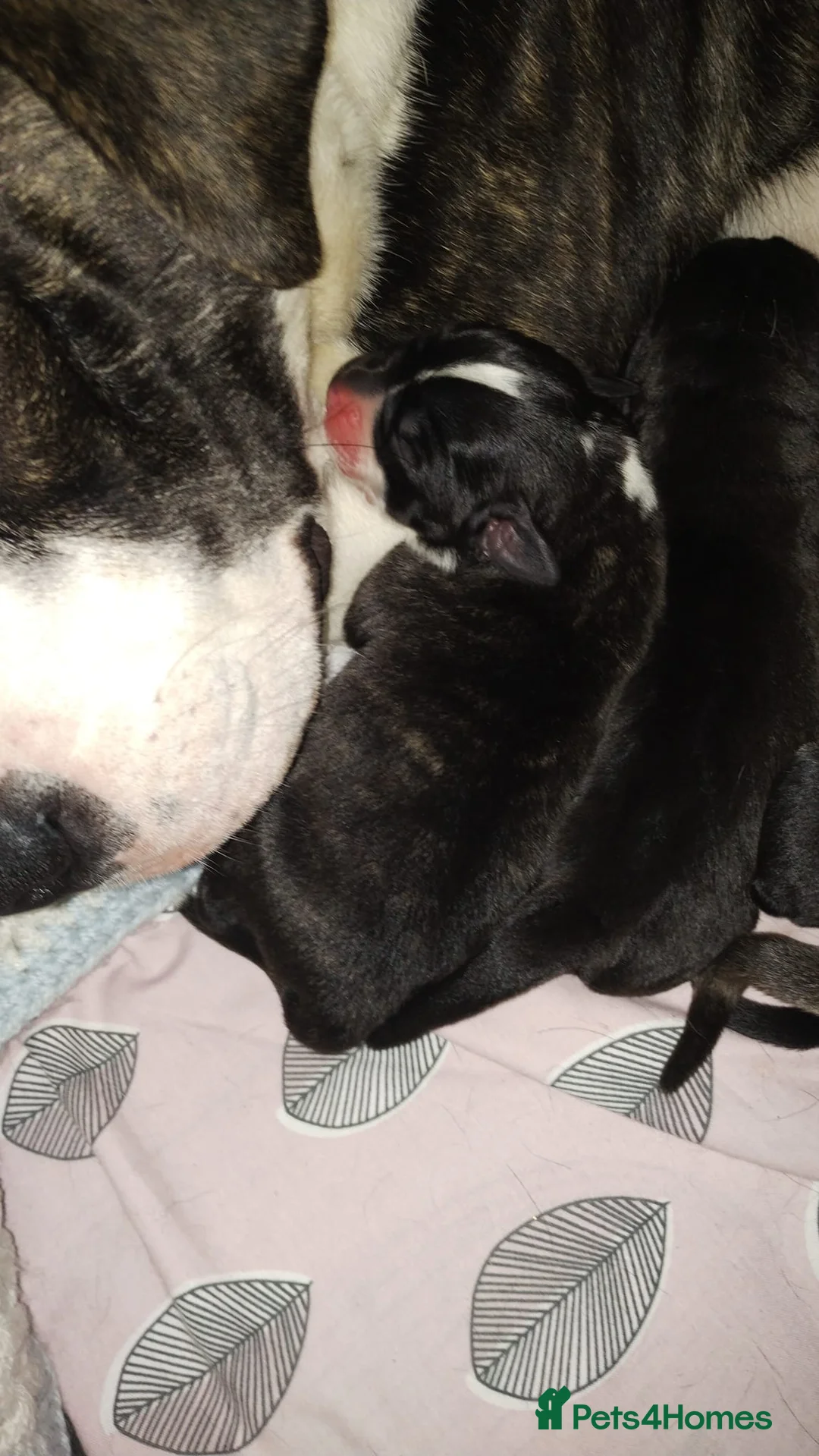 Mixed Breed dogs for sale: Puppys  - Advert 7