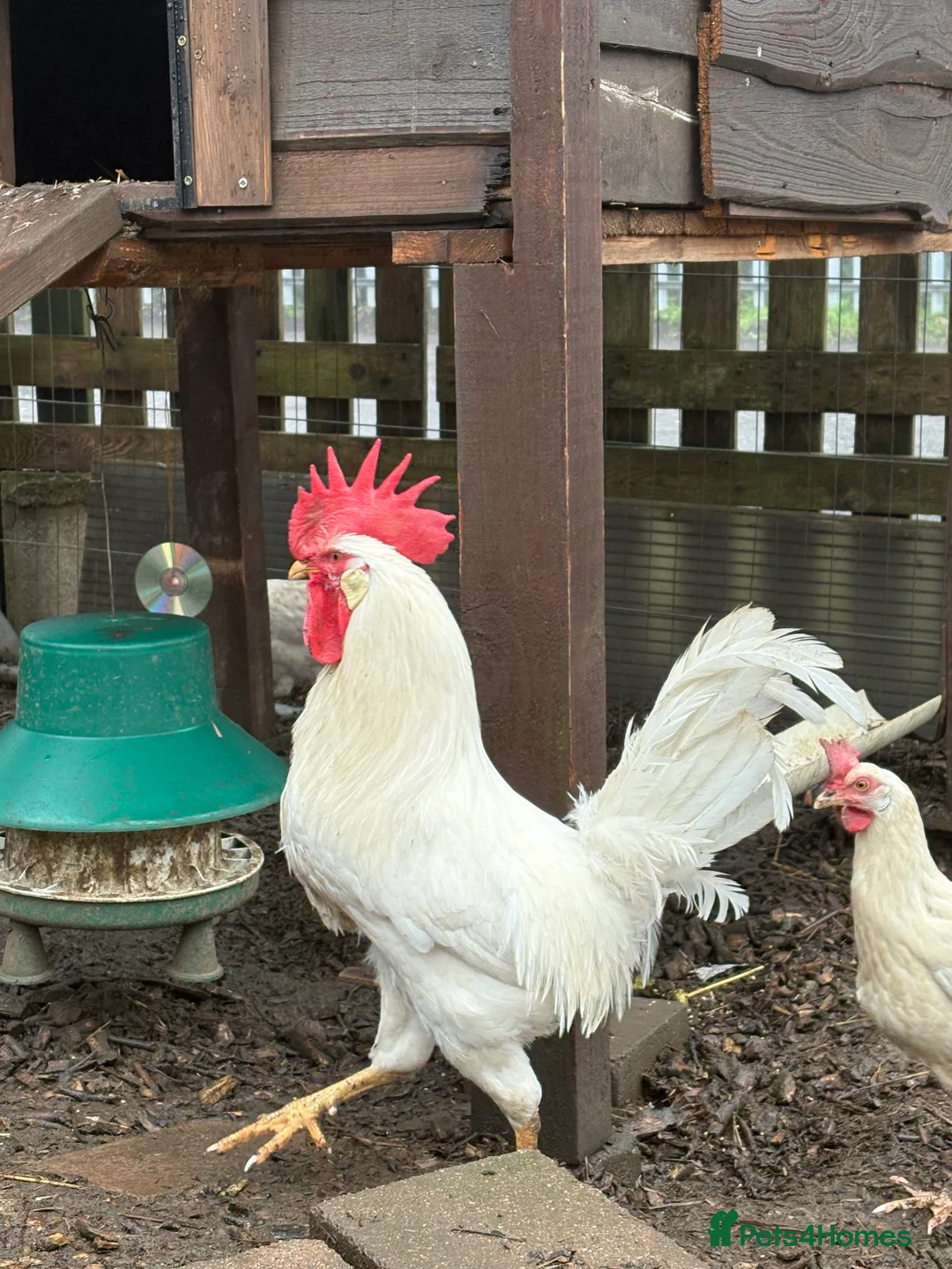 Mixed Breed birds for sale: White star hatching eggs - Advert 1