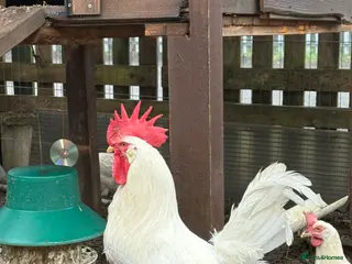 Mixed Breed birds White star hatching eggs - Advert 2