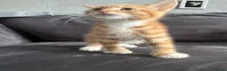 Domestic Shorthair cats for sale: Beautiful domestic shorthair kittens for sale in Plymouth - Advert 8