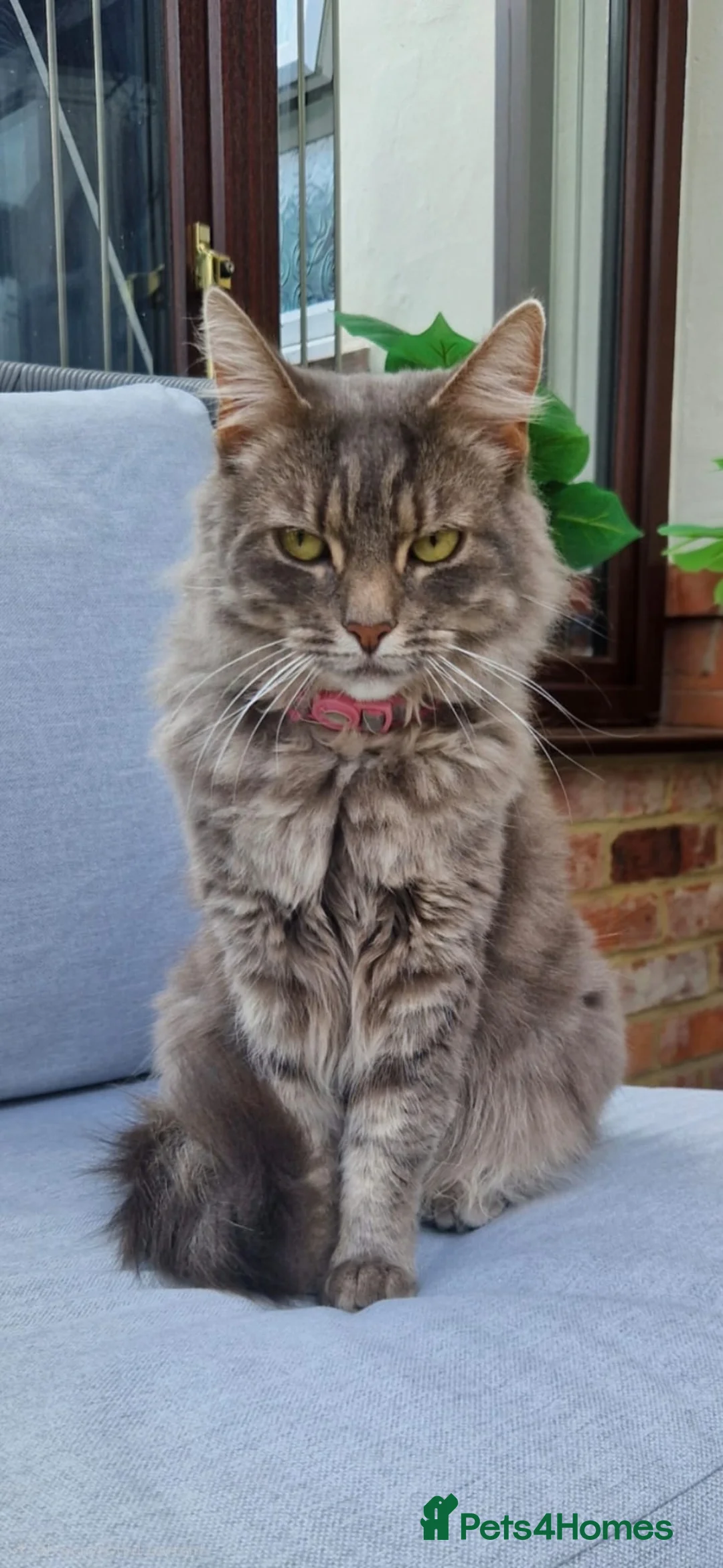Maine Coon cats for sale: 3 Adorable Half Main Coon kittens - Advert 10