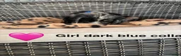 Cocker Spaniel dogs for sale: Cocker spaniel puppies  - Advert 10