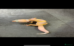 Gecko reptiles for sale: Geckos for sale STUNNING BABIES Leopard and AFT - Image 4