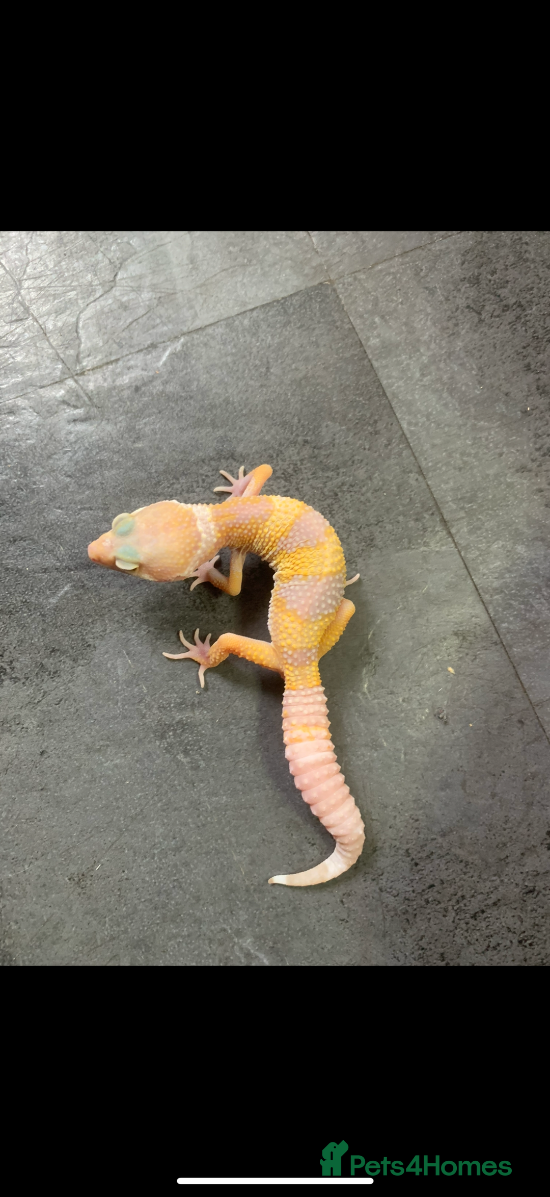 Gecko reptiles for sale: Geckos for sale STUNNING BABIES Leopard and AFT - Image 4
